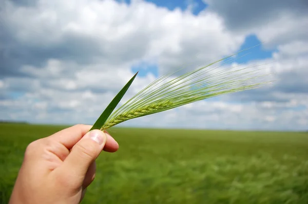 Mano del agricultor mantener espiguilla de trigo verde . — Foto de Stock