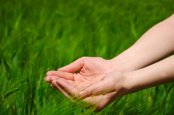 Hands at wheat field — Stock Photo, Image