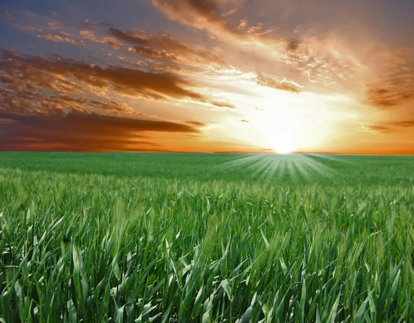 Pôr do sol sobre campo verde — Fotografia de Stock