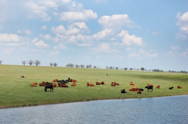 Krávy poblíž jezera na Ukrajině. — Stock fotografie