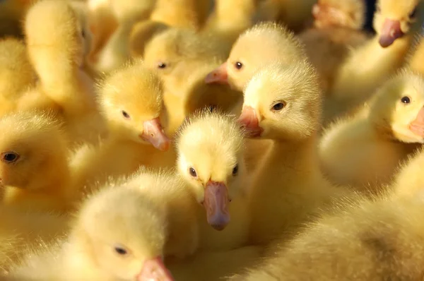 stock image Group ducks in box