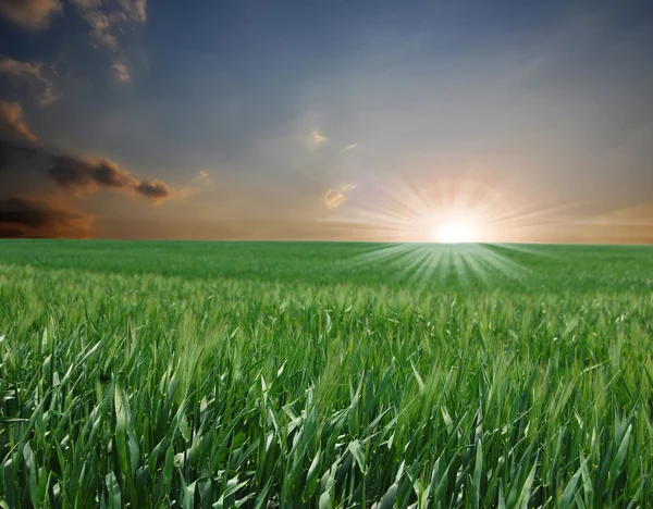 Sunset over green field Royalty Free Stock Images
