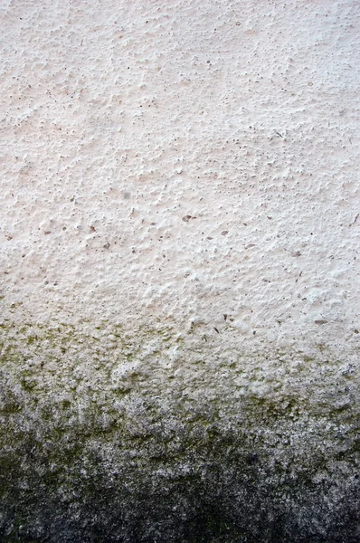 Mould at wall. Background photo. — Stock Photo, Image