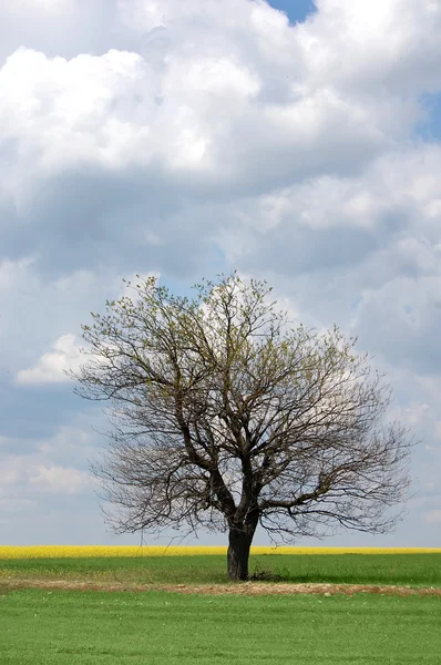 Baum im Sommerfeld — Stockfoto