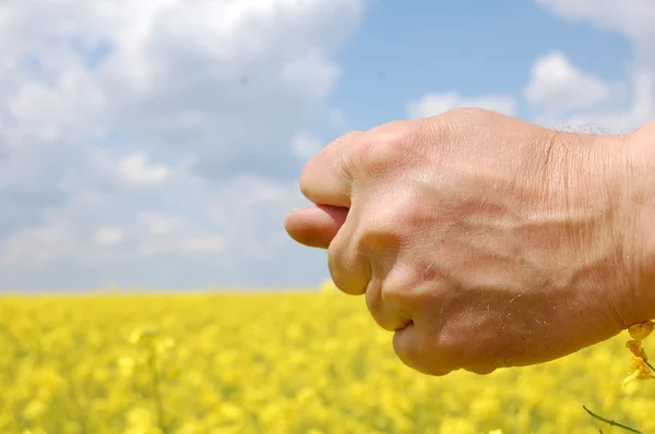 Fig hand over field — Stock Photo, Image