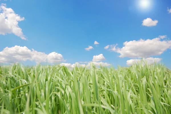 Himmel und Licht über grünem Feld — Stockfoto