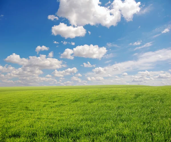 Sky och gröna fält — Stockfoto