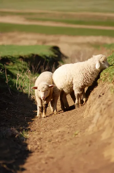 Sheeps at row — Stock Photo, Image
