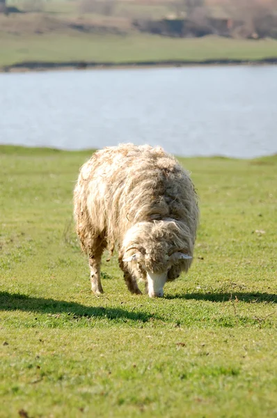 Depois desta ovelha de inverno em um pasto de grama verde — Fotografia de Stock