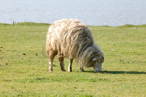 Nach diesem Winter Schafe auf einer Weide mit grünem Gras — Stockfoto