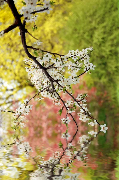 stock image Color branch in park over abstract water.