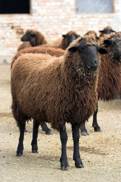 Купер-красная овца — стоковое фото