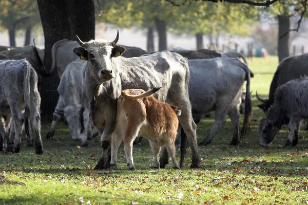 畜牧业 — 图库照片