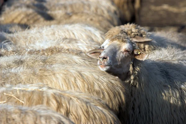 Sheeps — Stockfoto