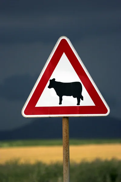 Koeien waarschuwing — Stockfoto