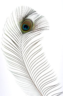 Peacock feathers clipart