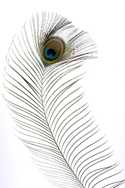 stock image Peacock feathers