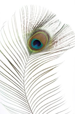 Peacock feathers clipart