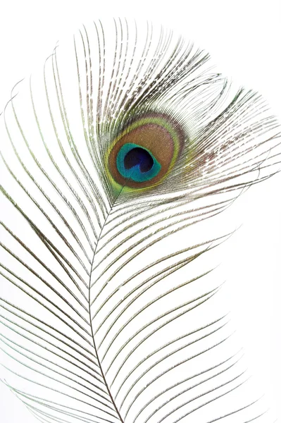 stock image Peacock feathers