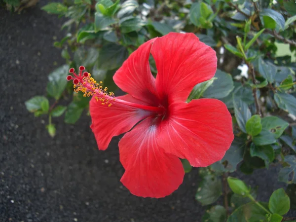 stock image Red Hibiscus.