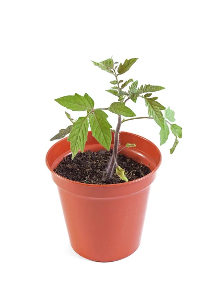 stock image Organic tomato plant