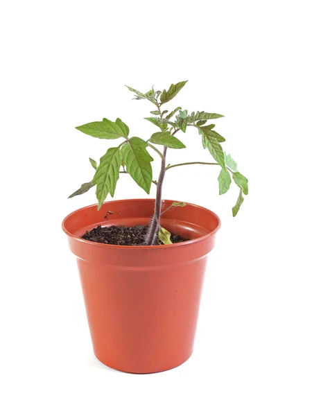 stock image Organic tomato plant