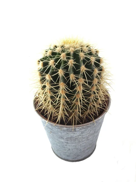 stock image Cactus in a pot.