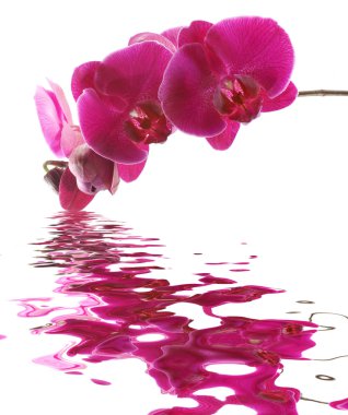 Purple orchid clipart