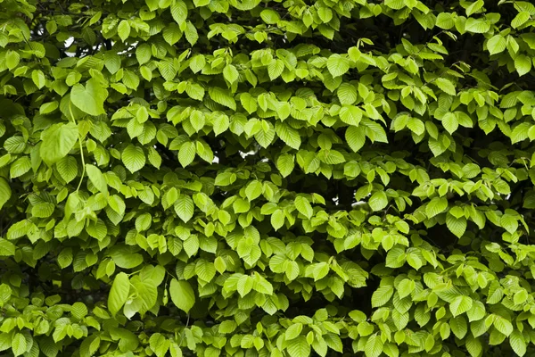 Pared de hojas verdes — Foto de Stock