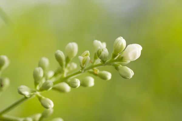 Bunch of young bud flowers — Stock Photo, Image