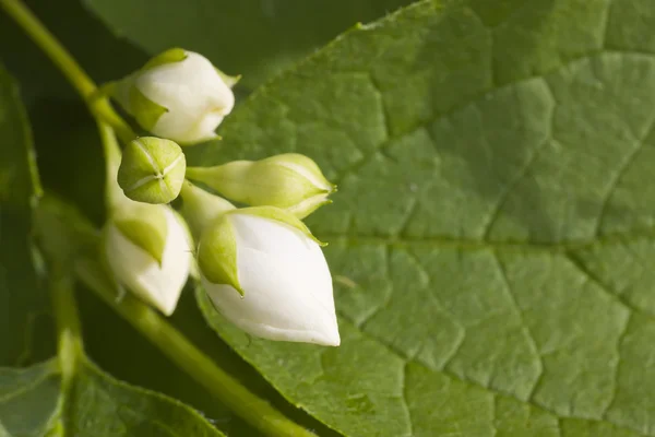 Stock image Jasmine blossom