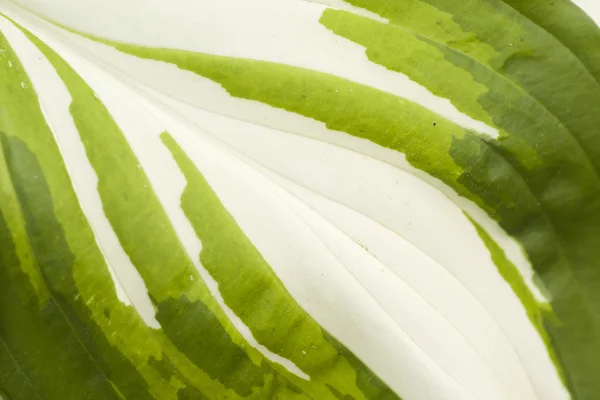 Белая зелёная текстура листа — стоковое фото