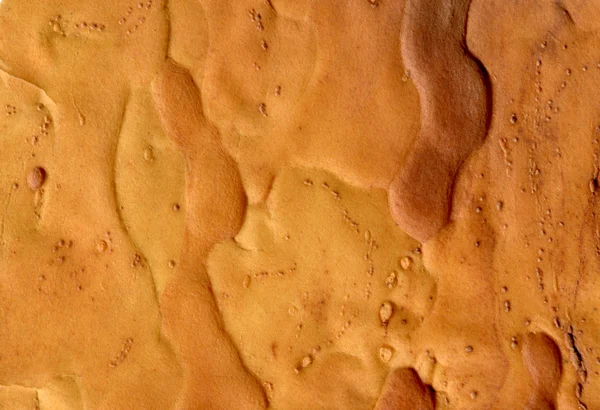 Plochá mladá kůra z kůry borovice — Stock fotografie