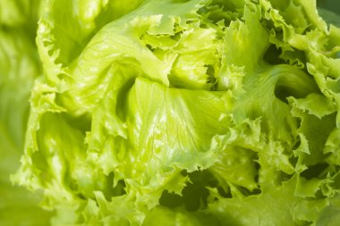 Texture of lettuce clipart