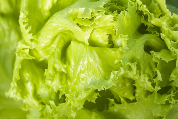 Texture of lettuce — Stock Photo, Image