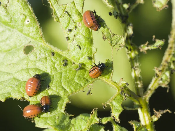 Larvae of potato beetle — Stock Photo, Image