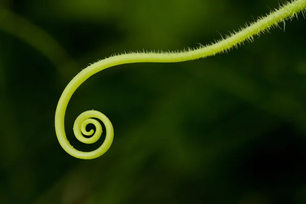 Spirale végétale — Photo
