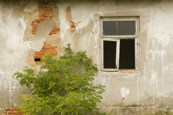 Gammal vägg med fönster och buske — Stockfoto