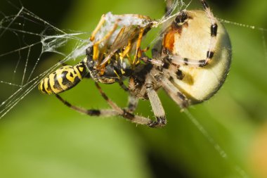 wasp örümcek tarafından öldürüldü