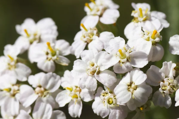 Macro of bunch tiny white flower — Stock Photo, Image