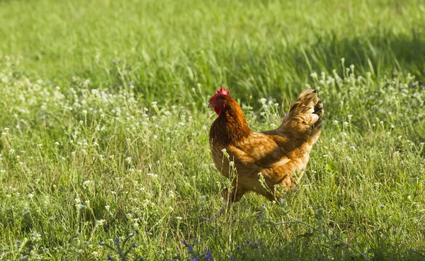 Running chicken — Stok fotoğraf