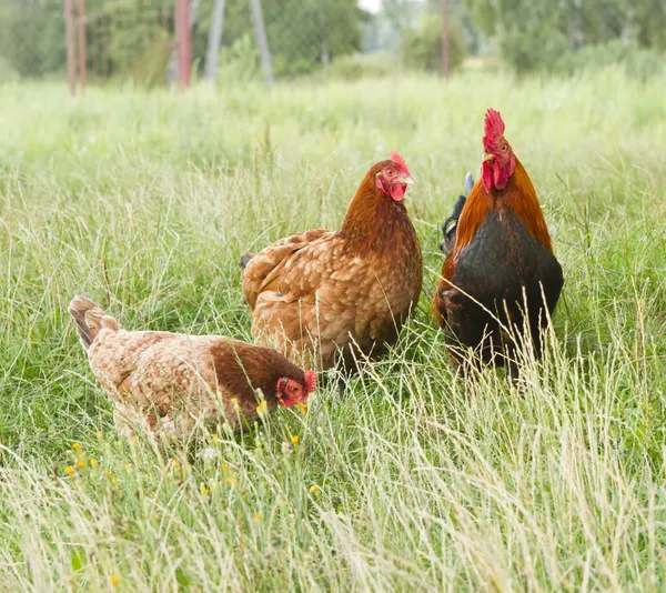 Galo e duas galinhas — Fotografia de Stock