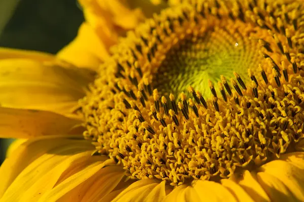 Stock image Close-up of sunflower