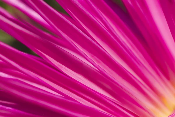 Abstrakt kronblad blomma bakgrund — Stockfoto