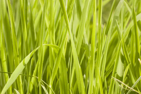 Grass abstract — Stock Photo, Image