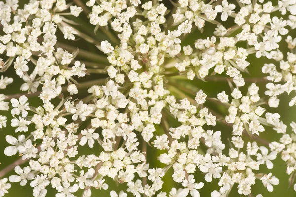 Bunch of tiny white flower — Stock Photo, Image