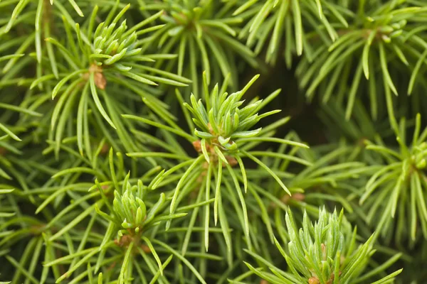 Young pine close-up — Stock Photo, Image