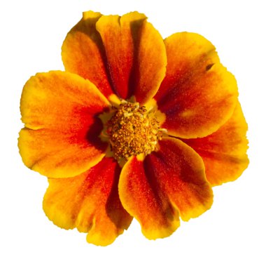 İzole haki ot (tagetes) çiçek