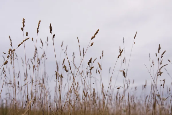 乾いた草のシルエット — ストック写真