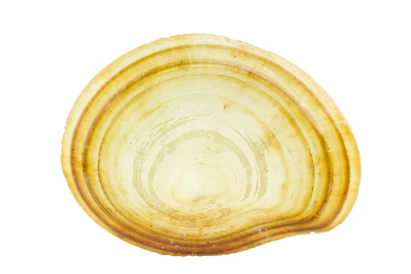 Tvåskaliga shell — Stockfoto